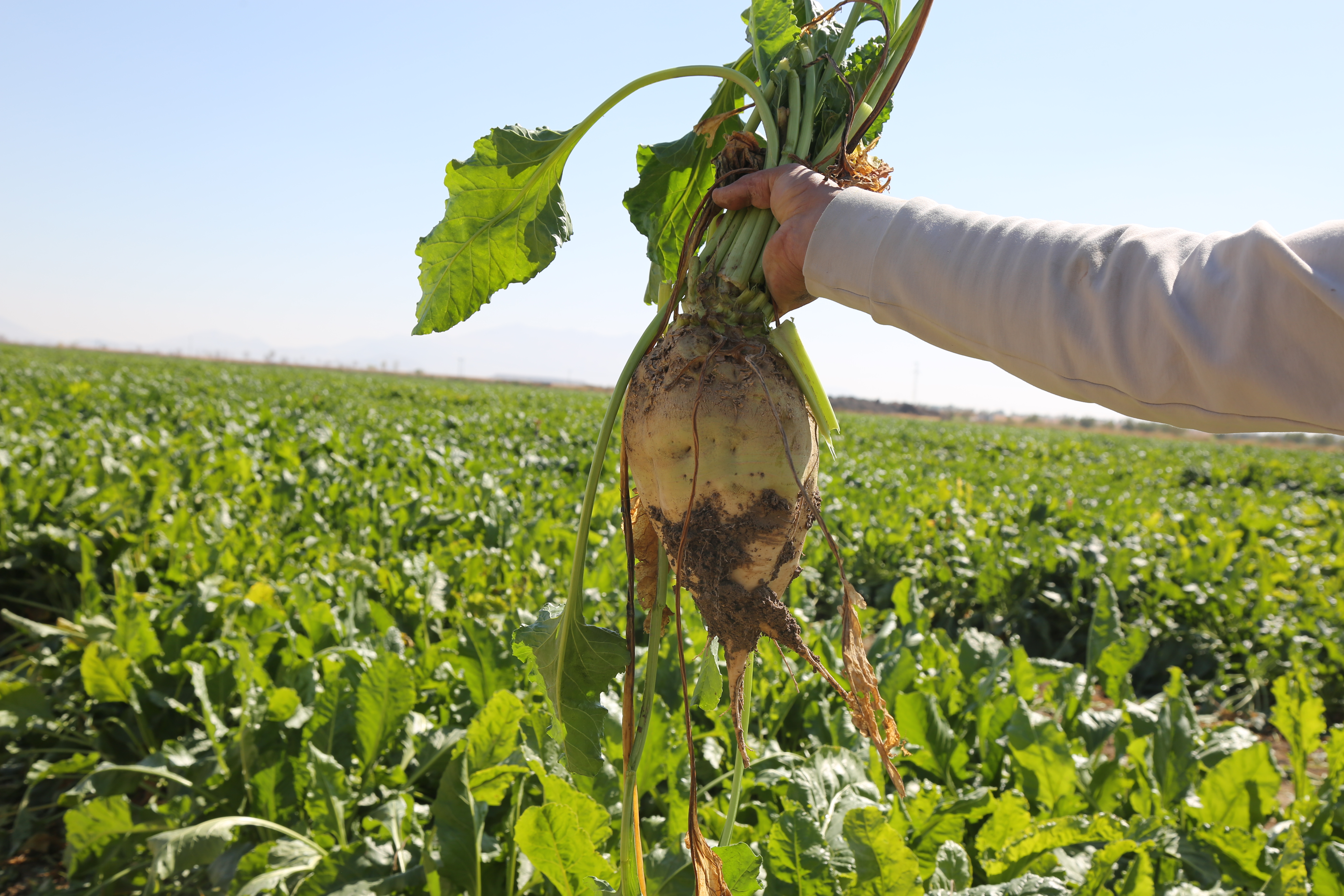 Konya Şeker'den 12 milyar 780 milyonluk ödeme