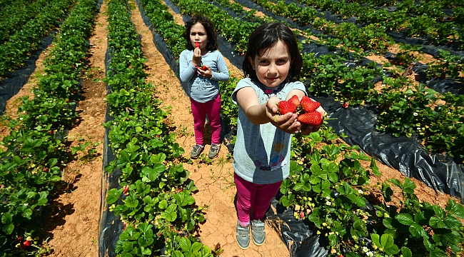 Tarımsal Destekleme Başvuruları Başladı