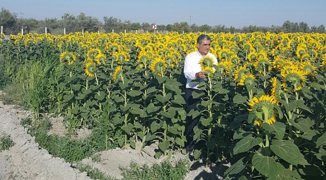 Konya Şeker Ayçiçeği'ne rekor fiyat verdi