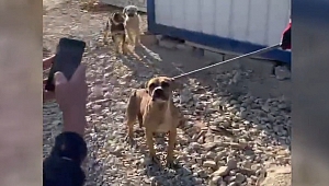 Sokağa bırakılan Pitbull cinsi köpek yakalandı