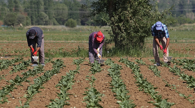 Konya Şeker'den çiftçiye 165 milyon TL'lik avans 