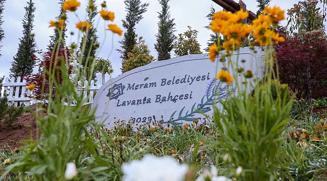 Meram Lavanta kokacak