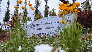 Meram Lavanta kokacak 