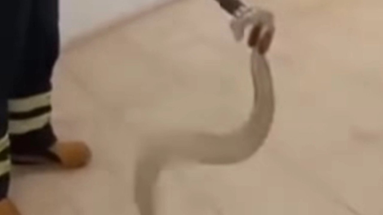 Adıyaman&#039;da cami lavabosunda zehirli yılan paniği