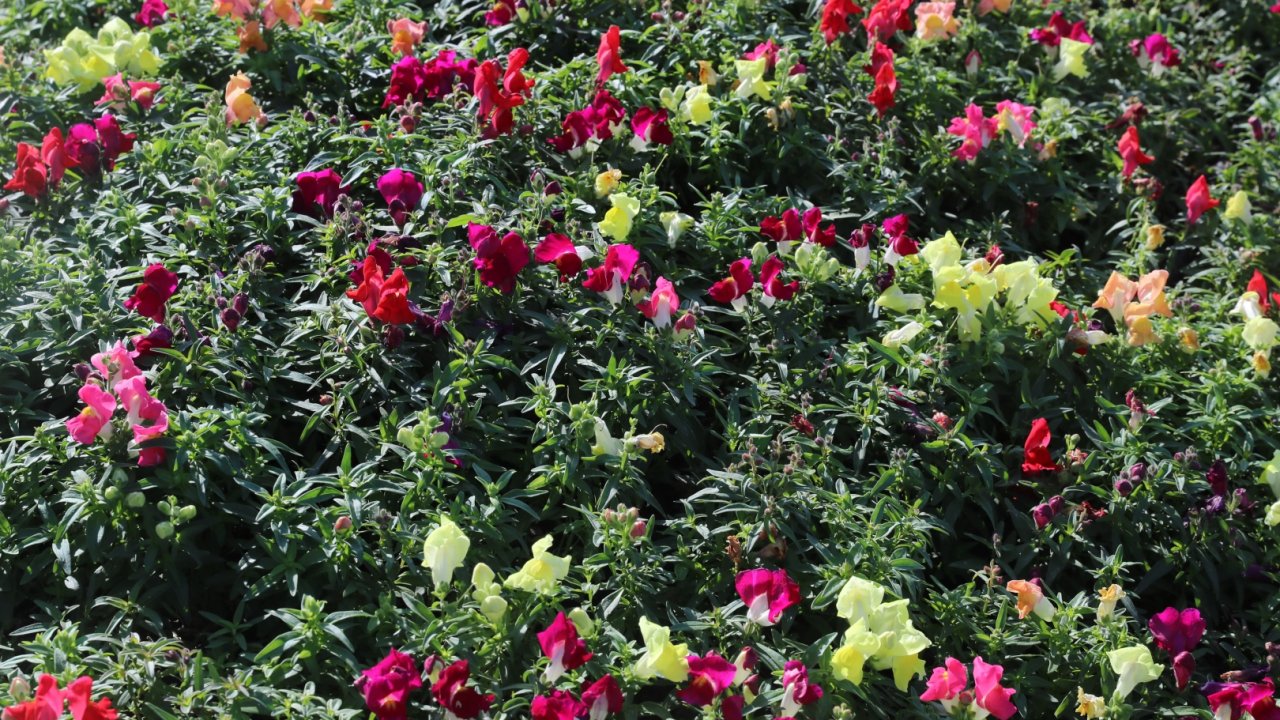 Antalya&#039;da kışlık çiçeklerle rengarenk kent silüeti