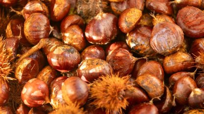 Başkan Tugay Beydağ’da kestane üreticileriyle buluştu