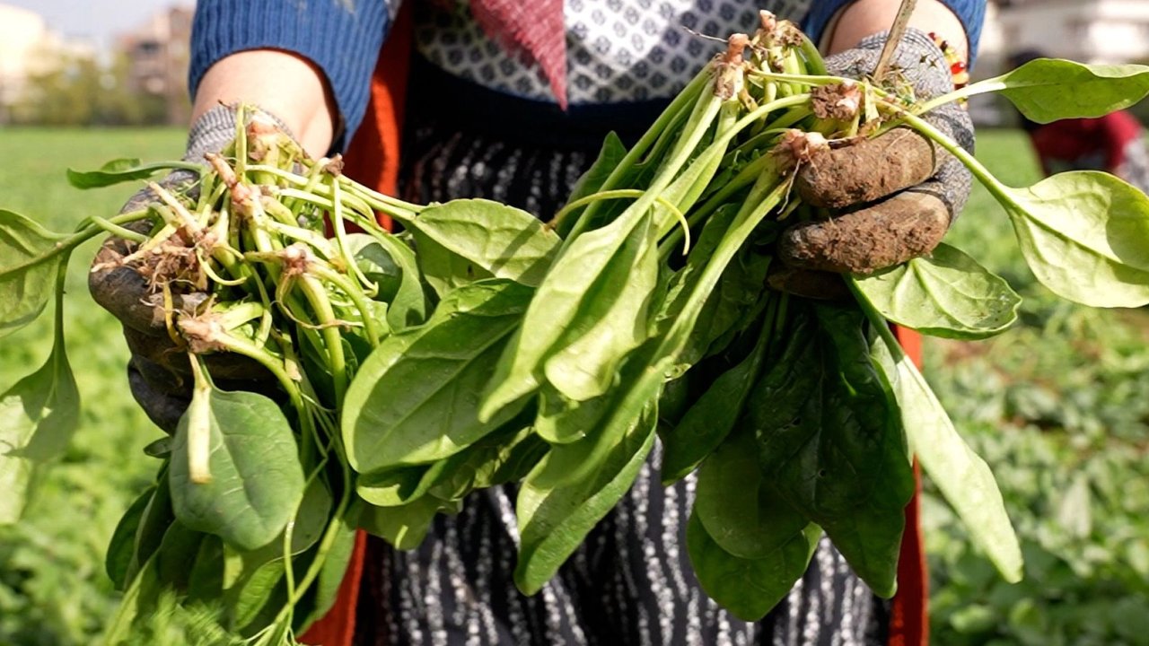 Bursa Osmangazi&#039;de doğal tarım hamlesi! İlaçsız ıspanak hasadı yapıldı