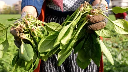 Bursa Osmangazi'de doğal tarım hamlesi! İlaçsız ıspanak hasadı yapıldı