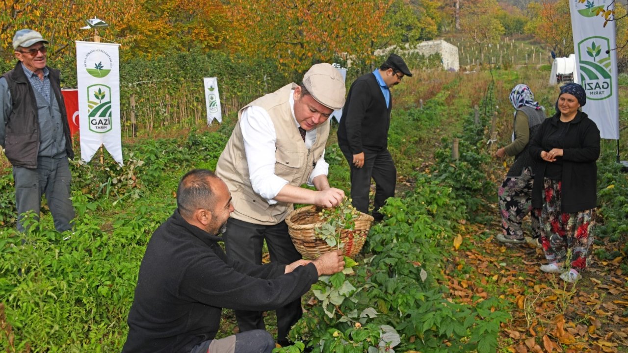 Bursa Osmangazi’de üzümsüz meyvelerde organik seferberlik... İlk hasat Başkan Aydın’dan