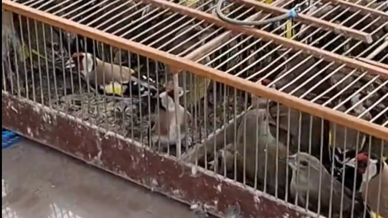 Bursa&#039;da 79 kuş yeniden özgürlüğe kanat çırptı!