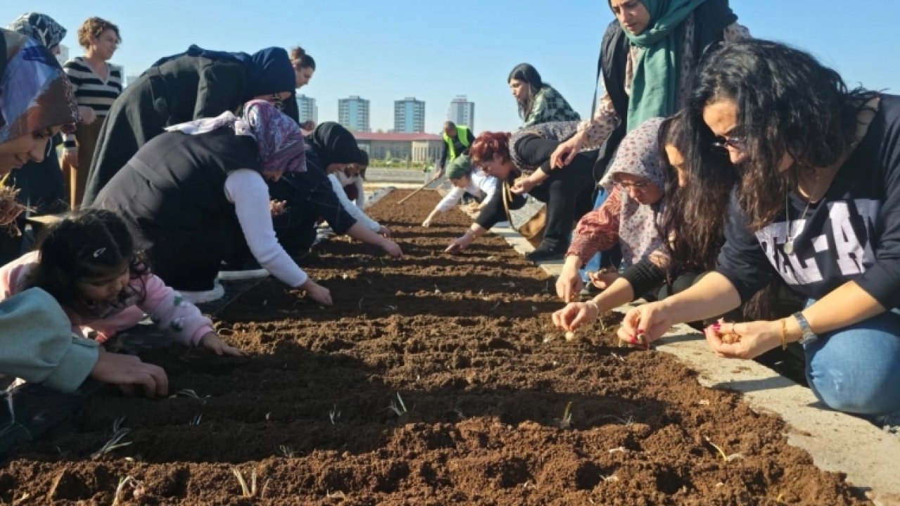 Diyarbakır Tıbbi ve Aromatik Bitkiler Atölyesi’nde safran ekimi