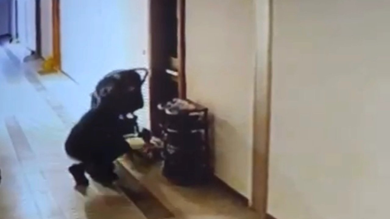 Düzce&#039;de kuryenin ayakkabı hırsızlığı kameraya yansıdı