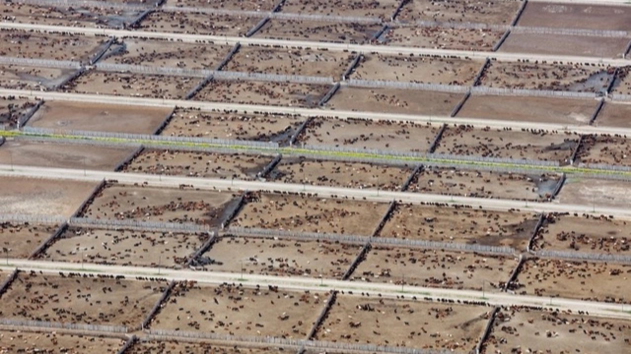 Endüstriyel hayvancılık küresel iklim hedeflerini tehdit ediyor