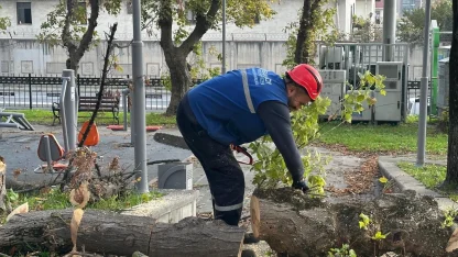 İstanbul Bakırköy'de teke böceğine karşı etkin mücadele