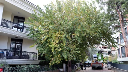 İstanbul Maltepe’de budama çalışmaları başladı