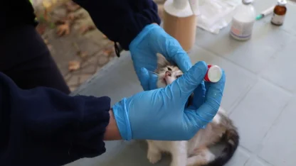 İstanbul'da hayvanlara yerinde tedavi