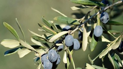 İşte Bursa'da zeytin üreticinin en büyük sorunu
