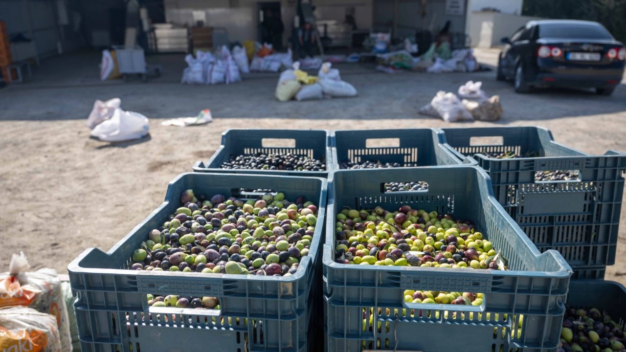 İzmir Bornova&#039;da zeytin dalından sofraya ücretsiz ulaşım