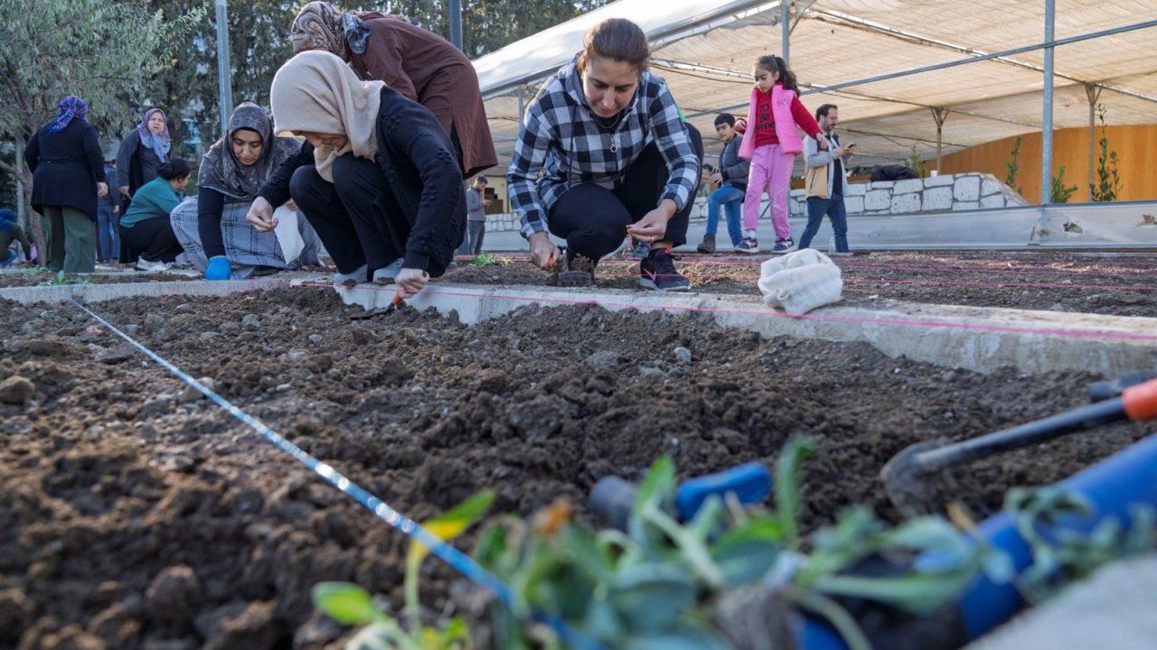 İzmir bostanlarında kış dikimi başladı