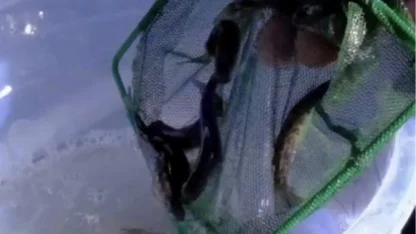 Kastamonu dereleri kırmızı benekli alabalıklarla yeniden can buldu