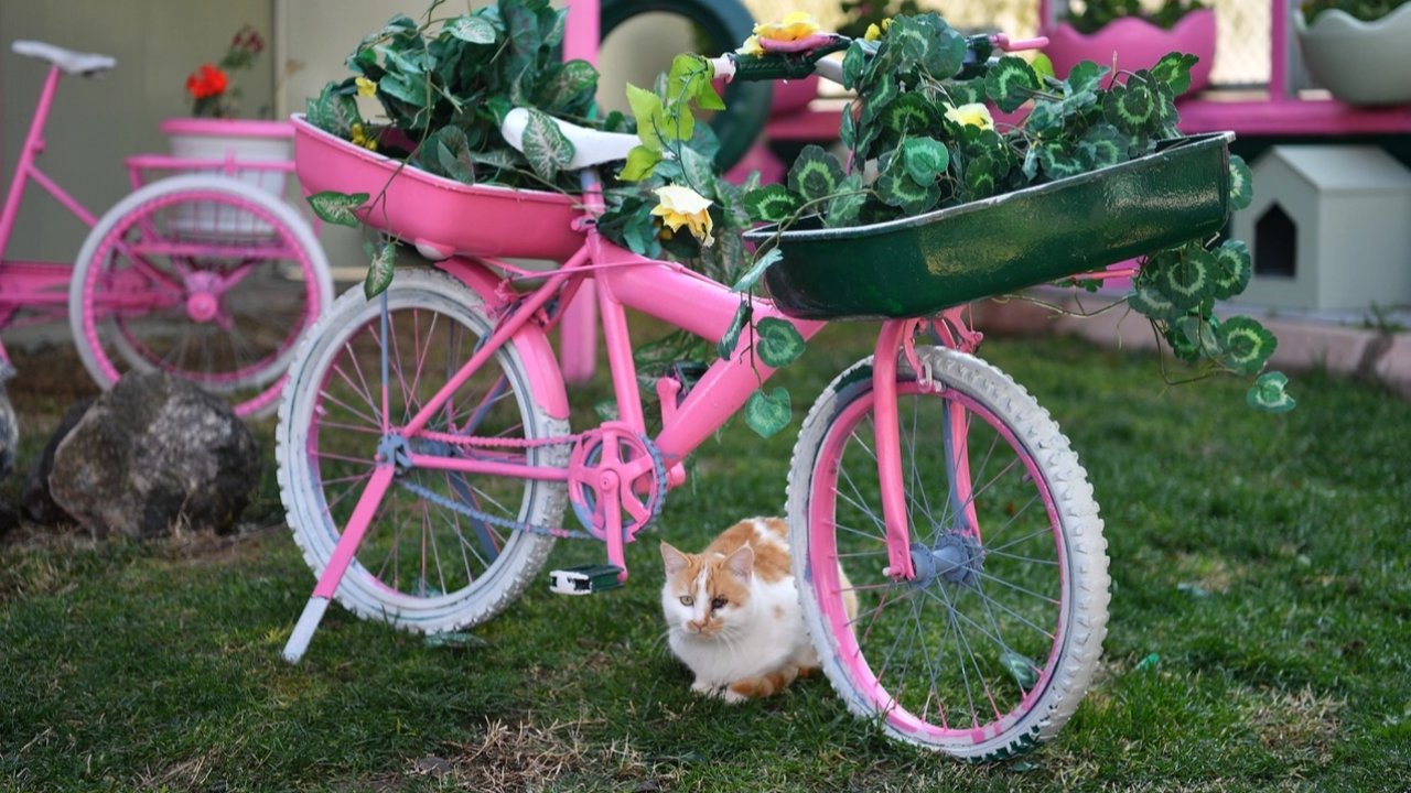 Kayseri Büyükşehir&#039;den sokak kedilerine sıcacık yuva