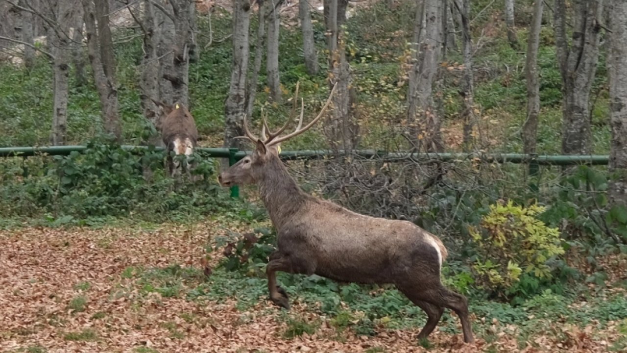 Kocaeli’de 8 kızıl geyik daha Kuzuyayla’ya salındı