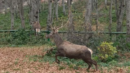 Kocaeli’de 8 kızıl geyik daha Kuzuyayla’ya salındı