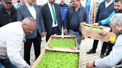 Kocaeli’de Gebzeli çiftçilere 500 bin fide dağıtıldı