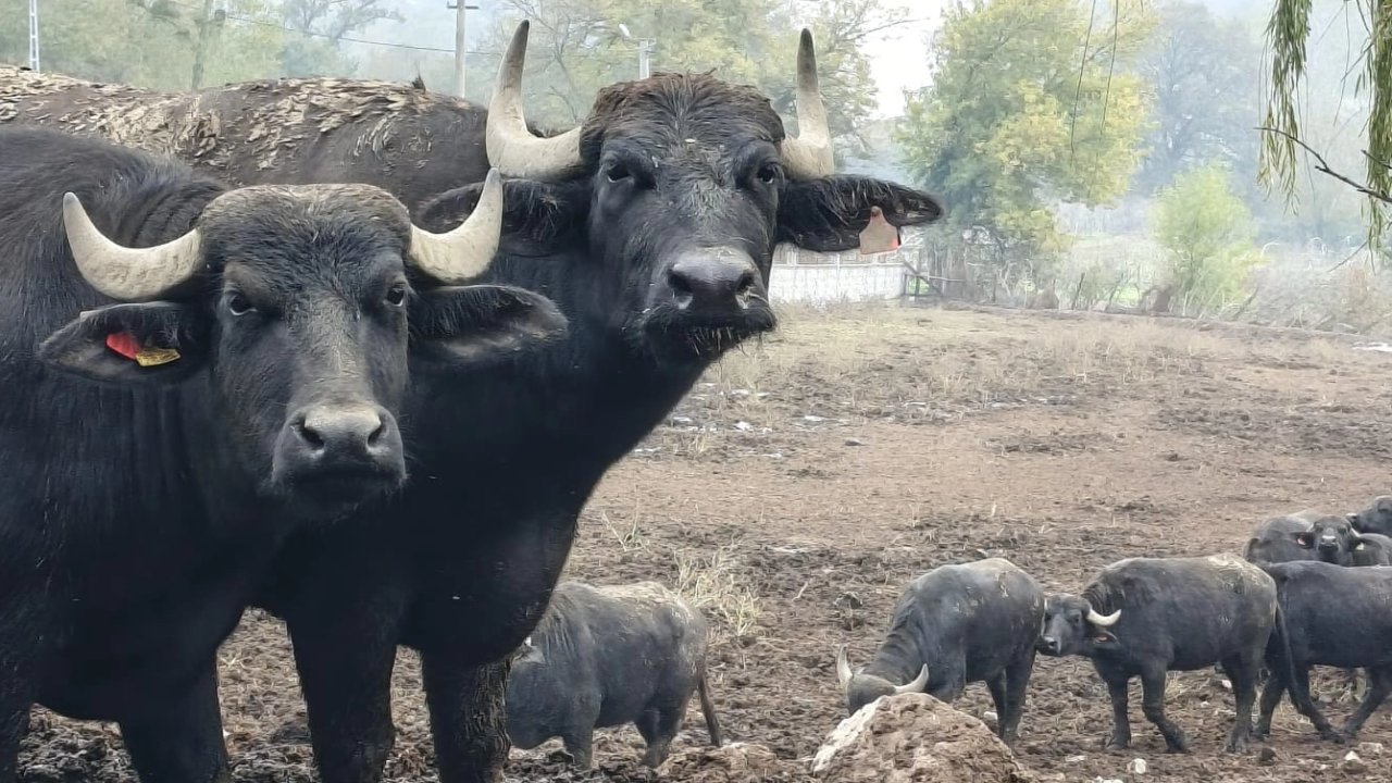 Kocaeli’de manda desteğiyle verim arttı