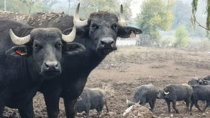 Kocaeli’de manda desteğiyle verim arttı