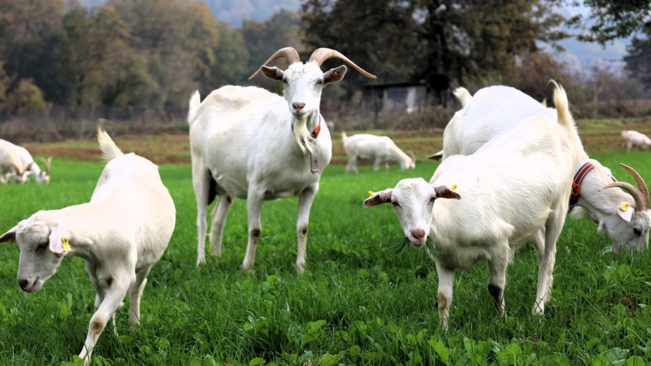 Kocaeli&#039;de süt otu desteği meraları yeşertti