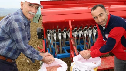 Kocaeli'nin hibeli tohumları toprakla buluştu