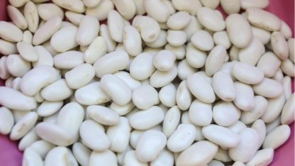 Mersin’de Leklek Fasulyesi yeniden hayat buluyor