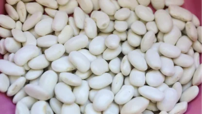 Mersin’de Leklek Fasulyesi yeniden hayat buluyor