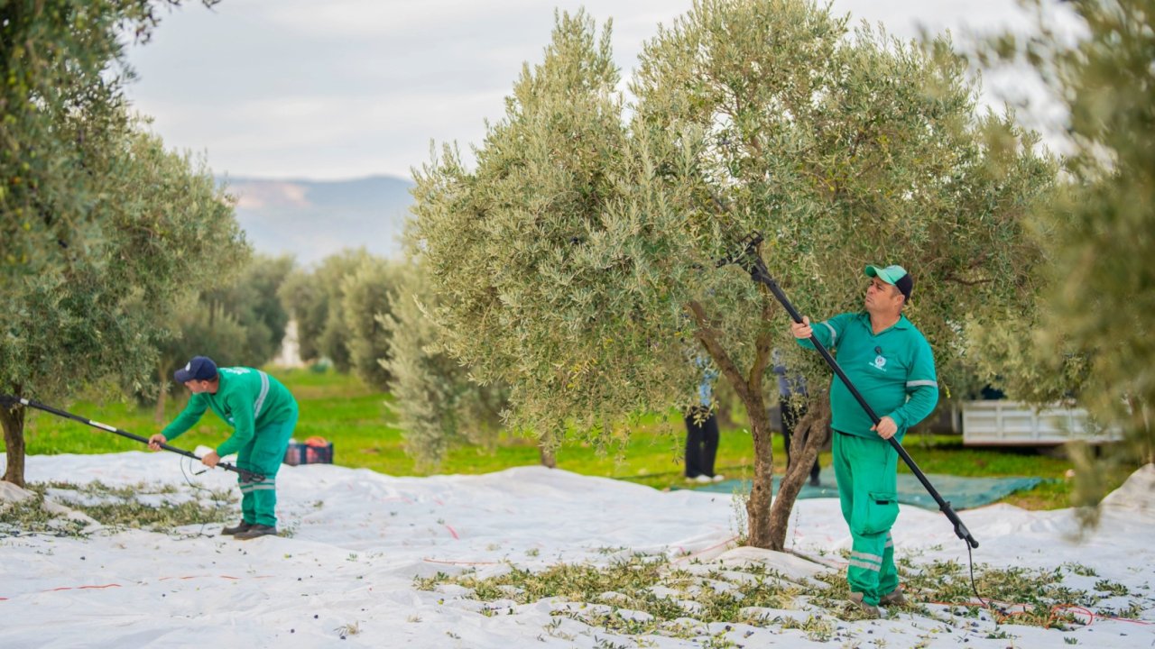 Muğla&#039;da Milas Belediyesi zeytin hasadına başladı