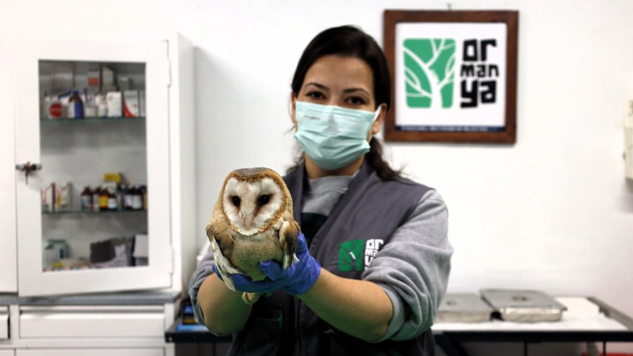 Ormanya yaban hayvanlarına umut oluyor