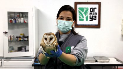 Ormanya yaban hayvanlarına umut oluyor