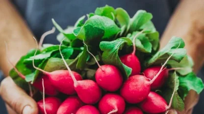 Pestisitte 'turp yaprakları' ayarı! Küçük ve büyük türler ayrı sınıflandırıldı!