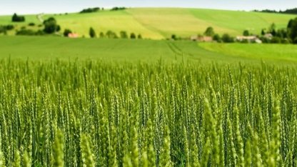 Tarım-ÜFE yıllık yüzde 45,40 arttı! Tek yıllık bitkisel ürünlerde sert fiyat artışı