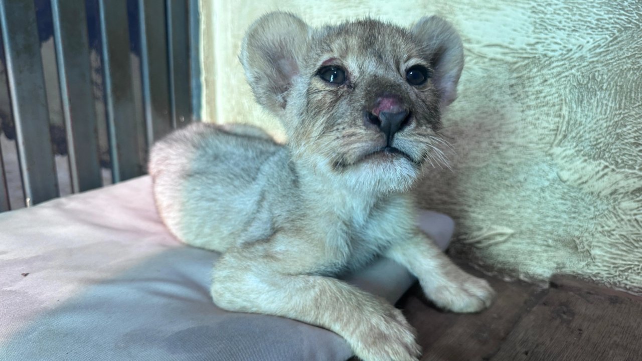 Tuzla&#039;da kaçak aslan yavrusu kurtarıldı... Tedavisi Aslan Park’ta sürüyor