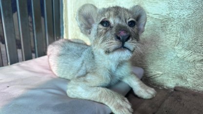 Tuzla'da kaçak aslan yavrusu kurtarıldı... Tedavisi Aslan Park’ta sürüyor