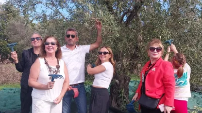 Urla'da zeytin hasadı etkinliği