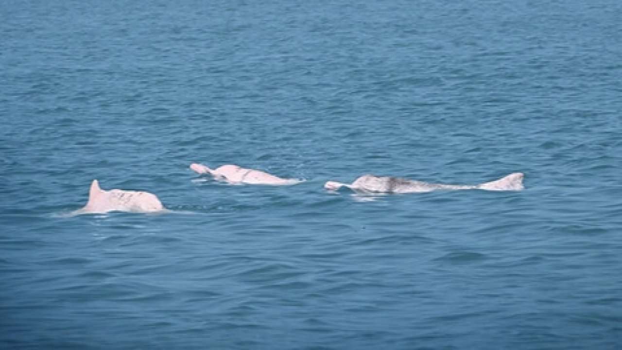 Yapay zeka Çin beyaz yunuslarını korumada umut veriyor