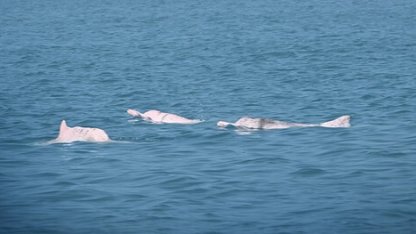 Yapay zeka Çin beyaz yunuslarını korumada umut veriyor