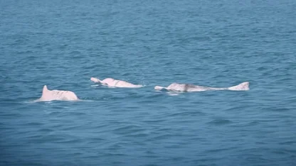 Yapay zeka Çin beyaz yunuslarını korumada umut veriyor