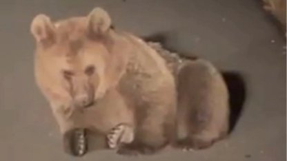 Yaralı bozayı Kars'ta tedavi altında