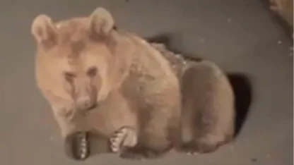 Yaralı bozayı Kars'ta tedavi altında