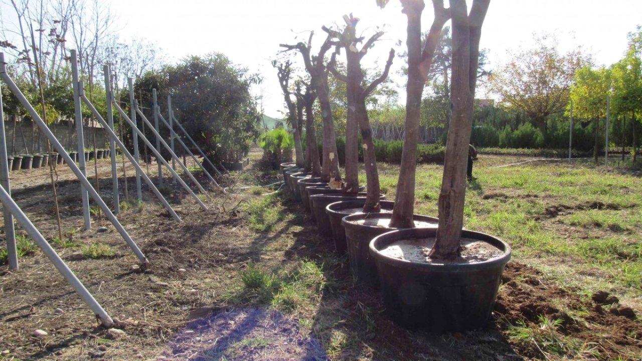 Adana&#039;da kavşak çalışmalarında ağaçlara hassas dokunuş