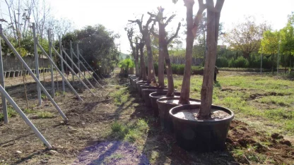 Adana'da kavşak çalışmalarında ağaçlara hassas dokunuş