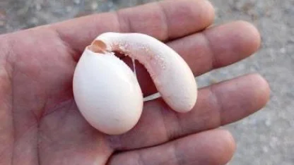 Adıyaman’da tavuğun yumurtası şaşırttı!